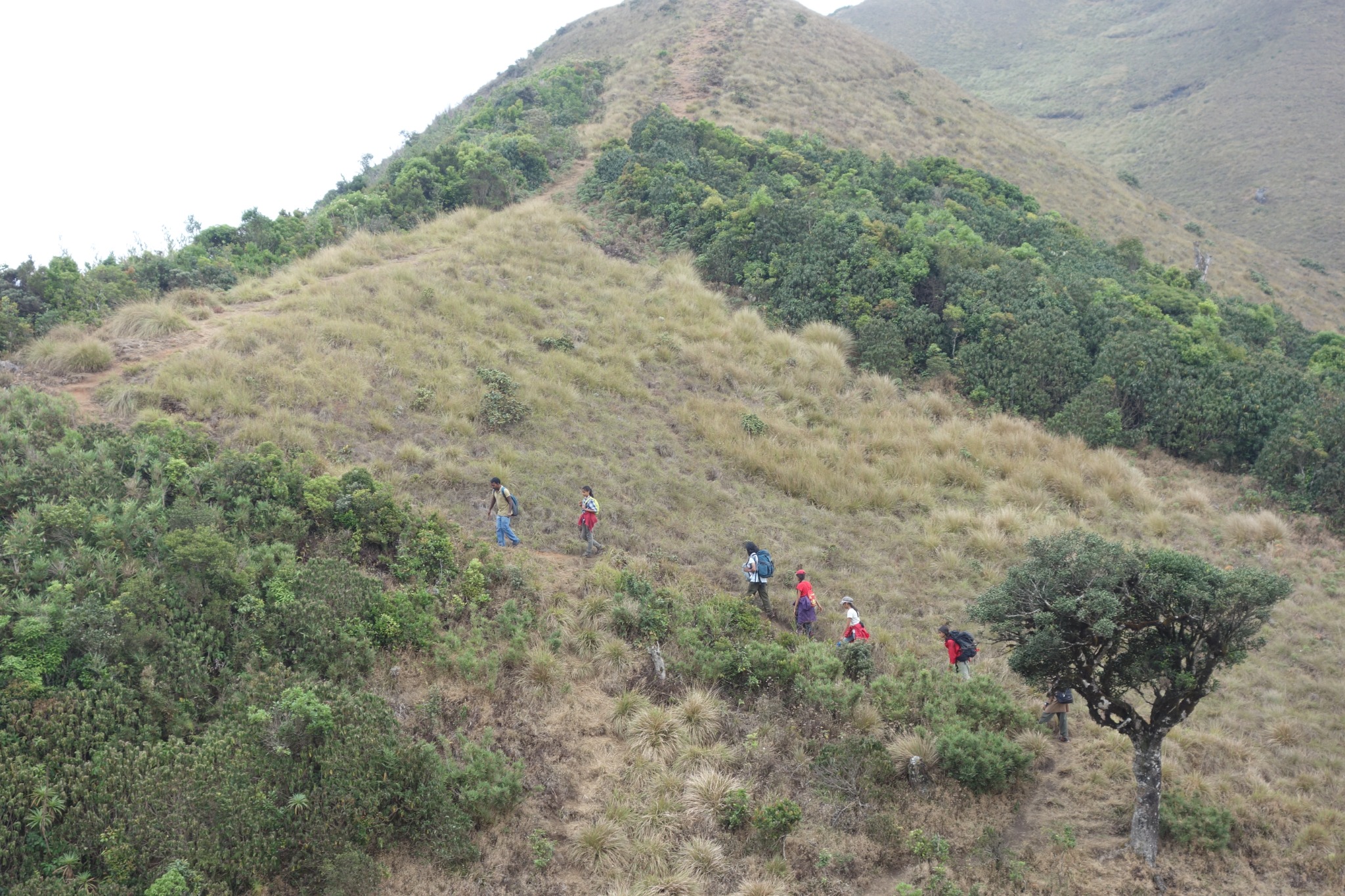 Trekkers hiking in single file up a scenic grassy mountain slope